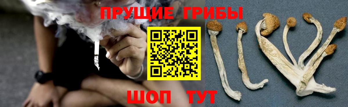 купить наркоту  Псилоцибиновые грибы мицелий  Вход с VPN  Галлюциногенные грибы Psilocybe  Орёл 